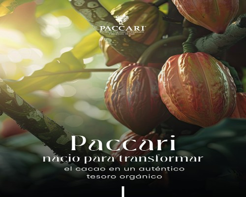 Paccari Chocolate (1).Infomundo Negocios