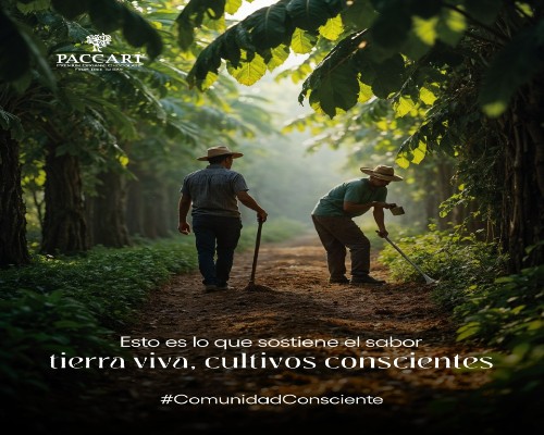 Paccari Chocolate (5).Infomundo Negocios